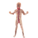 Дитячий костюм Зомбі M (120-135 см) ABC 1951373956 фото 1